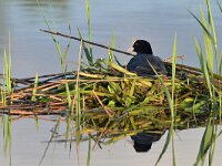 Fulica atra 19, Meerkoet, Saxifraga-Tom Heijnen