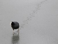 Fulica atra 48, Meerkoet, Saxifraga-Luc Hoogenstein