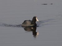 Fulica atra 53, Meerkoet, Saxifraga-Luuk Vermeer