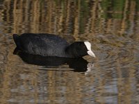 Fulica atra 58, Meerkoet, Saxifraga-Luuk Vermeer