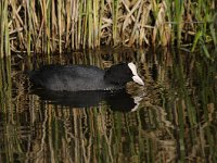 Fulica atra 60, Meerkoet, Saxifraga-Luuk Vermeer