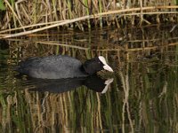 Fulica atra 61, Meerkoet, Saxifraga-Luuk Vermeer