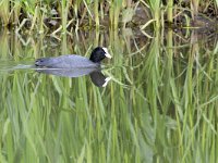 Fulica atra 77, Meerkoet, Saxifraga-Tom Heijnen