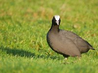 Fulica atra 83, Meerkoet, Saxifraga-Tom Heijnen