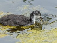 Fulica atra 84, Meerkoet, Saxifraga-Bart Heijne : 2024, België, Fulica atra, Het Zwin, Zeeland, eten, juli, juveniel, meerkoet, vakantie, vogel, zomer