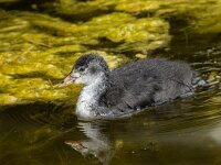 Fulica atra 85, Meerkoet, Saxifraga-Bart Heijne : 2024, België, Fulica atra, Het Zwin, Zeeland, juli, juveniel, meerkoet, vakantie, vogel, zomer