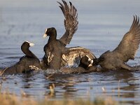 Fulica atra 87, Meerkoet, Saxifraga-Luc Hoogenstein