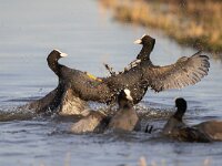 Fulica atra 90, Meerkoet, Saxifraga-Luc Hoogenstein
