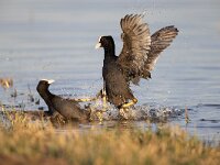 Fulica atra 92, Meerkoet, Saxifraga-Luc Hoogenstein