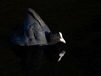 Fulica atra 93, Meerkoet, Saxifraga-Luc Hoogenstein
