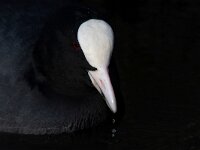 Fulica atra 96, Meerkoet, Saxifraga-Luc Hoogenstein
