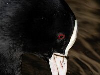 Fulica atra 97, Meerkoet, Saxifraga-Luc Hoogenstein