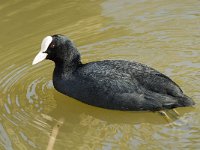 Fulica atra 1, Meerkoet, Saxifraga-Jan van der Straaten