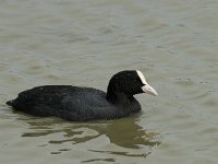 Fulica atra 10, Meerkoet, Saxifraga-Willem van Kruijsbergen