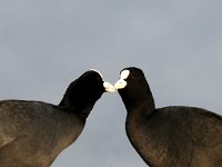 Fulica atra 11, Meerkoet, Saxifraga-Piet Munsterman