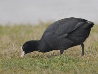 Fulica atra 12, Meerkoet, Saxifraga-Ab H Baas