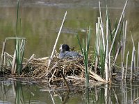 Meerkoet #47023 : Fulica atra, Meerkoet, Coot, on nest