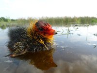 Fulica atra 17, Meerkoet, Saxifraga-Mark Zekhuis