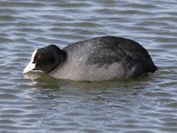 Fulica atra 19, Meerkoet, Saxifraga-Peter Meininger