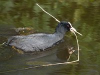 Fulica atra 2, Meerkoet, Saxifraga-Bart Vastenhouw