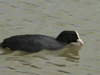 Fulica atra 21, Meerkoet, Saxifraga-Willem van Kruijsbergen