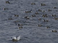 Fulica atra 22, Meerkoet, Saxifraga-Jan Nijendijk