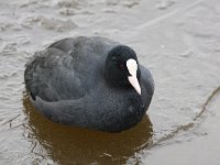 Fulica atra 23, Meerkoet, Saxifraga-Bart Vastenhouw