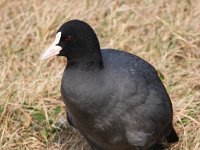 Fulica atra 24, Meerkoet, Saxifraga-Bart Vastenhouw