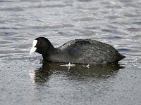 Fulica atra 25, Meerkoet, Saxifraga-Bart Vastenhouw