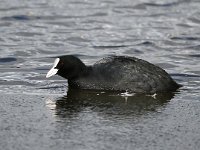 Fulica atra 26, Meerkoet, Saxifraga-Bart Vastenhouw