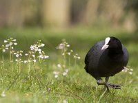 Fulica atra 27, Meerkoet, Saxifraga-Jelmer Reyntjes : Fulica atra, Meerkoet