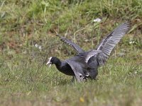 Fulica atra 28, Meerkoet, Saxifraga-Mark Zekhuis