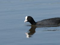 Fulica atra 29, Meerkoet, Saxifraga-Jan van der Straaten