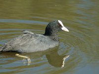 Fulica atra 3, Meerkoet, Saxifraga-Jan van der Straaten