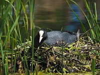 Fulica atra 30, Meerkoet, Saxifraga-Hans Dekker