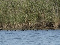 Fulica atra 31, Meerkoet, Saxifraga-Willem van Kruijsbergen