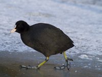 Fulica atra 32, Meerkoet, Saxifraga-Jan Nijendijk