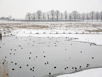 Fulica atra 33, Meerkoet, Saxifraga-Roel Meijer