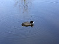 Fulica atra 34, Meerkoet, Saxifraga-Roel-Meijer