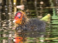 Fulica atra 35, Meerkoet, Saxifraga-Henk Baptist