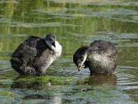 Fulica atra 36, Meerkoet, Saxifraga-Henk Baptist