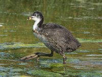 Fulica atra 37, Meerkoet, Saxifraga-Henk Baptist