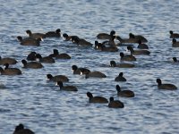 Fulica atra 38, Meerkoet, Saxifraga-Henk Baptist