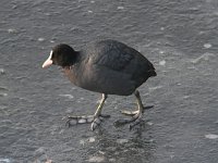 Fulica atra 39, Meerkoet, Saxifraga-Henk Baptist