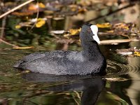 Fulica atra 4, Meerkoet, Saxifraga-Bart Vastenhouw