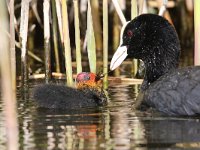 Fulica atra 40, Meerkoet, Saxifraga-Henk Baptist