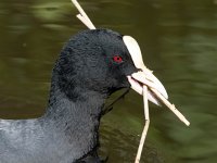 Fulica atra 41, Meerkoet, Saxifraga-Bart Vastenhouw