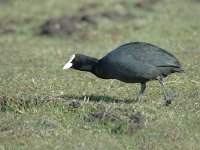 Fulica atra 42, Meerkoet, Saxifraga-Jan van der Straaten