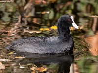 Fulica atra 43, Meerkoet, Saxifraga-Bart Vastenhouw