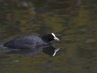 Fulica atra 44, Meerkoet, Saxifraga-Luc Hoogenstein